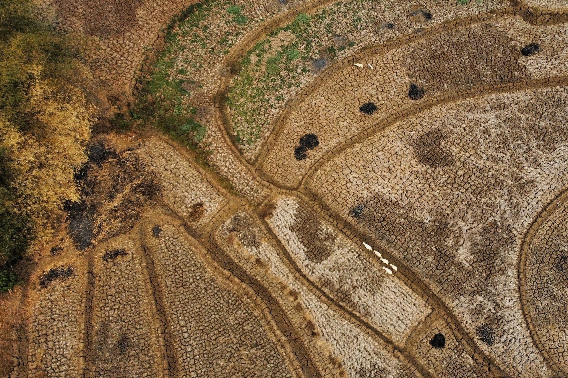 The ‘Super El Niño’ Is Testing the Limits of the Global Food System 1 The ‘Super El Niño’ Is Testing the Limits of the Global Food System