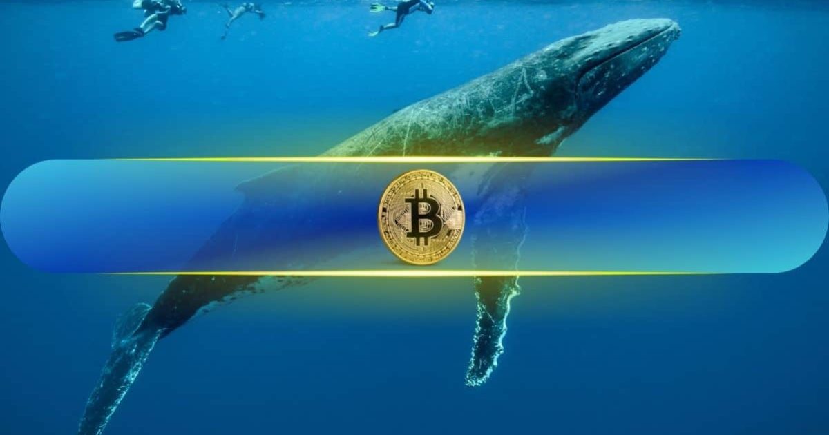 What Whale Dormancy Could Mean for the Market