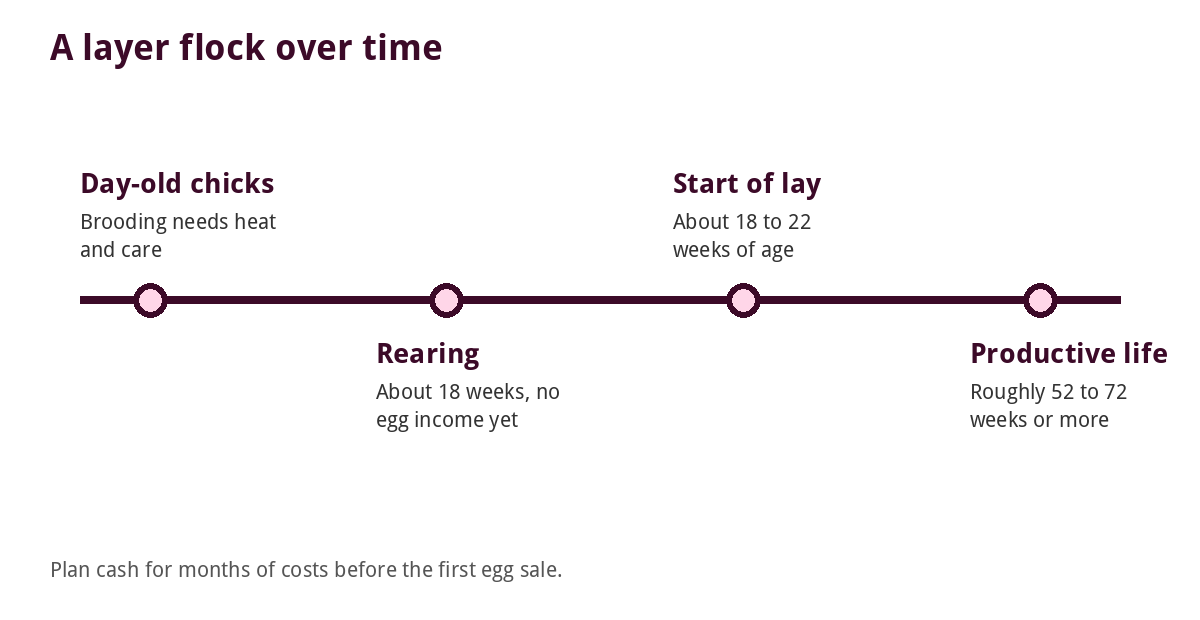 Poultry Farming in Nigeria (2026): Start-Up Cost, Feed and Profit 4 Timeline of a layer flock from chick to production
