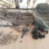 Turkiye, Somalia forces free cargo vessel hijacked by pirates | Conflict News
